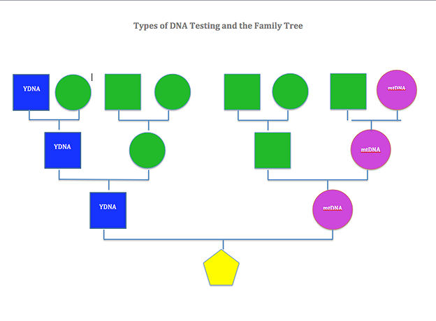 Dna Green Chart